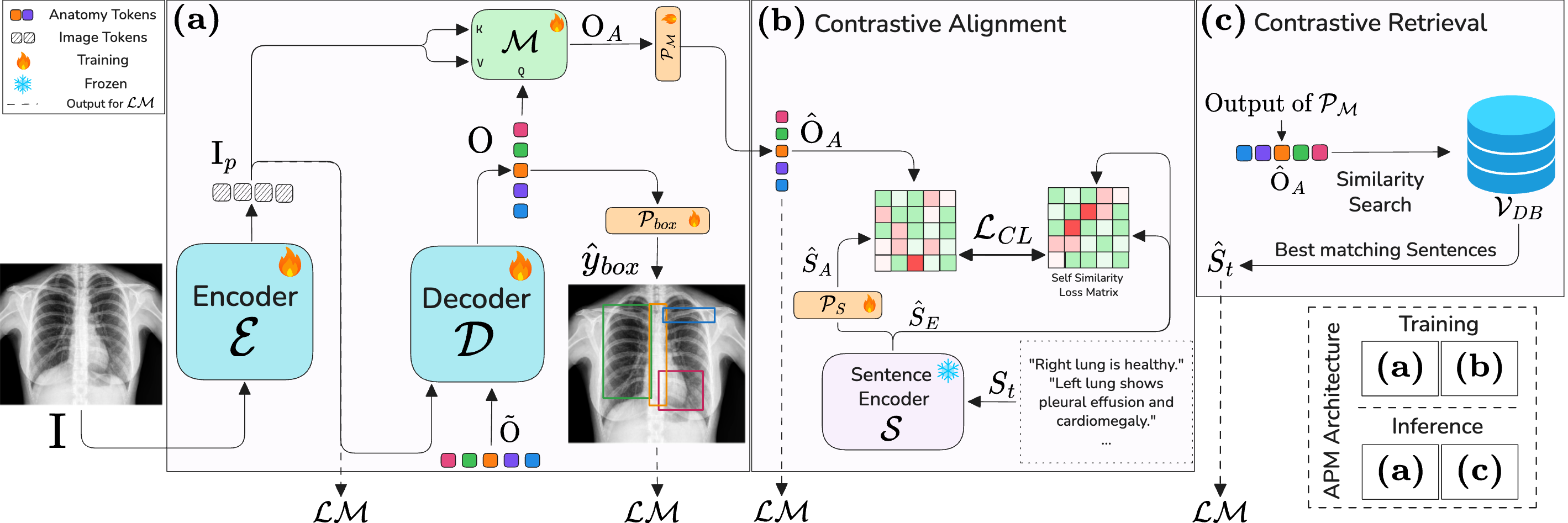 Anatomy Perception Module (APM) architecture